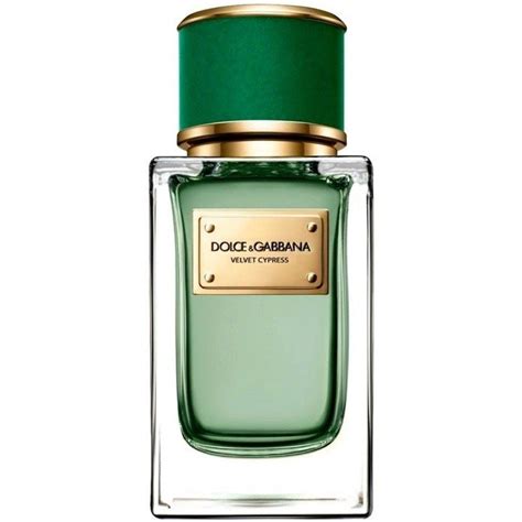 Velvet Cypress by Dolce & Gabbana » Reviews